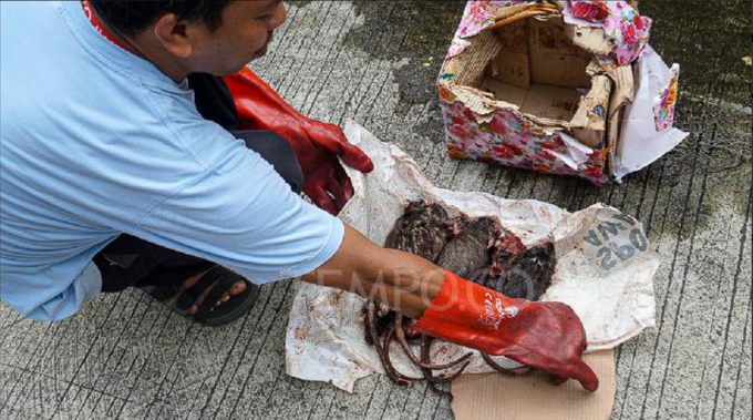 BAngkai Tikus yang menjadi Teror Kantor Tempo