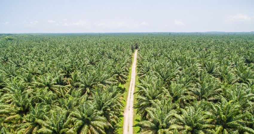 Dilema Sang Emas Hijau