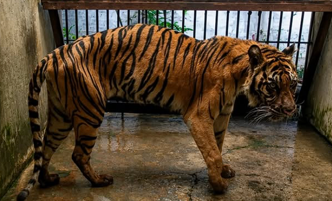 Harimau Kurang Pakan